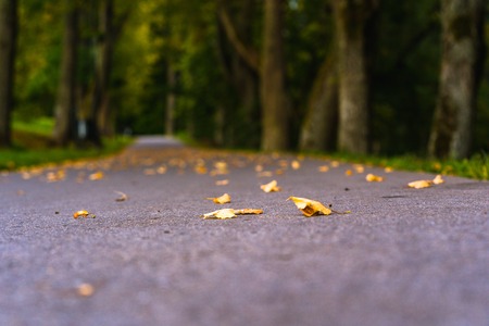 Colorful Photo of the Road in a Park, Between Woods - Closeup View of Leaves With Blurred Background with Space for Text, Sunny Autumn day, Partly Blurred Photoの写真素材