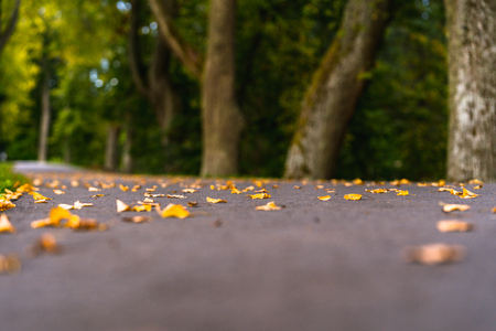 Colorful Photo of the Road in a Park, Between Woods - Closeup View of Leaves With Blurred Background with Space for Text, Sunny Autumn day, Partly Blurred Photoの写真素材