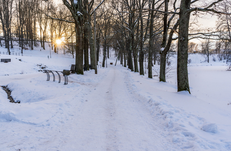 Photo of an Empty Walkway in Park in Alley on Sunny Winter Evening - Concept of Sadness and Lonelinessの写真素材