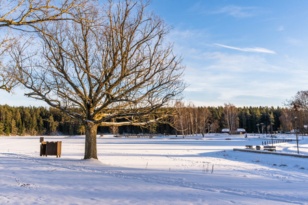 Photo of an Empty Park on Sunny Winter Day - Concept of Joy and Harmonyの写真素材