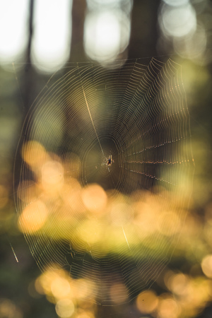 Isolated Spider Web with Spider in it in the Forest with Blurred Foliage in the Background - Sunny...