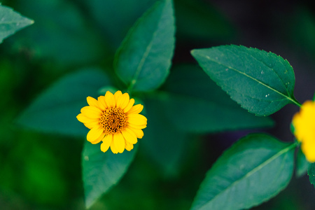 Isolated Yellow Flower in Garden With Blurred Background and Free Space for Text - Sunny Autumn Day,...