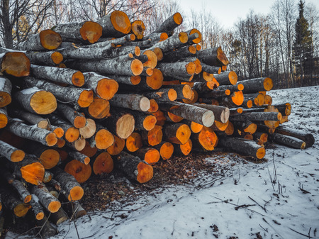 Closeup Details of Pile of Logs in Sunny Winter Day with Snow Partly Covering the Ground, Abstract Background, Vintage Film Lookの写真素材