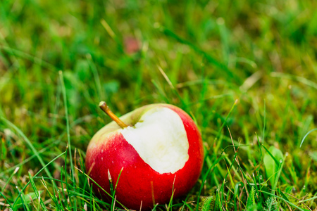Tree Branches Full of Red Fresh Apples in the Garden, Vegetation Background - Sunny Autumn Day, Abstract, Floral Backgroundの写真素材