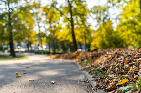 Park in Sunny Autumn Day With Golden Leaves in Trees, Latvia, Europe, Concept of Relaxing Travel day in Peace and Harmony on Countryside, Selective Focus, Abstract Backgroundの写真素材