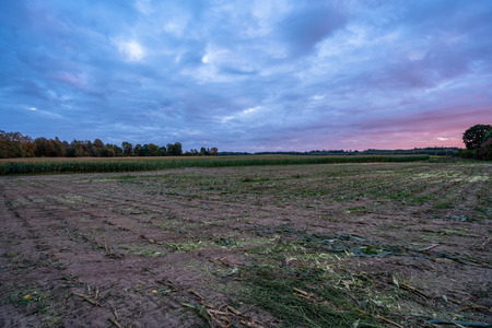 Freshly Cultivated Organic Corn Field for Biomass on Cloudy Summer Evening with Sunset Colors and Dramatic Sky - Concept of Nutrition full Vegetables and Renewable Energy for Gas and Fuelの写真素材