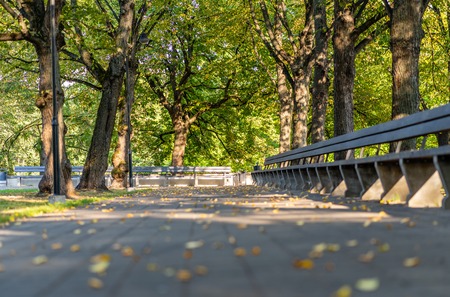 Empty Park Benches in Sunny Autumn Day With Golden Leaves in Trees, Latvia, Europe, Concept of Relaxing Travel day in Peace and Harmony on Countryside, Selective Focus, Abstract Backgroundの写真素材