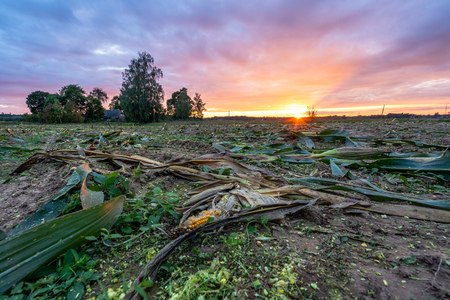 Freshly Cultivated Organic Corn Field for Biomass Summer Evening with Sunset Colors, Dramatic Sky - Concept of Nutrition full Vegetables and Renewable Energy for Gas and Fuel, Selective Focusの写真素材
