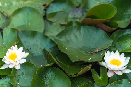 Photo of the Water Lily with Green Leaves Surrounding it in the Pond - Concept of the Peace, Harmony and Meditationの写真素材