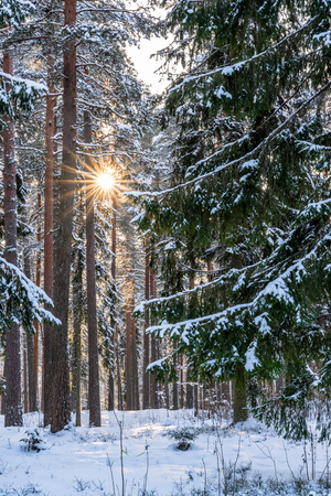 Sunny Winter Day in Pine Tree Forest, Abstract Background, Concept of Peace and Harmony in Countrysideの写真素材