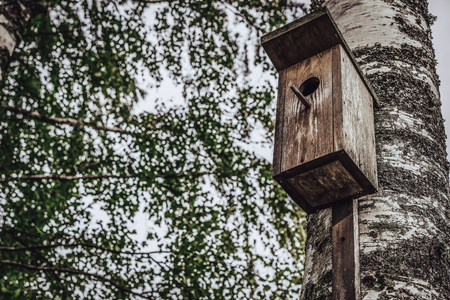 A Closeup of the Birdhouse on a Birch Tree on Early Sunny Spring Day - Concept of Natural and...