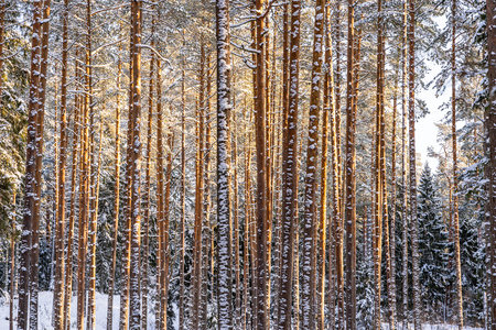 Sunny Winter Day in Pine Tree Forest, Abstract Background, Concept of Peace and Harmony in Countrysideの写真素材