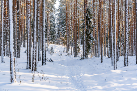 Sunny Winter Day in Pine Tree Forest, Abstract Background with Tourist Hiking Trail Leading Deeper in Woods, Concept of Peace and Harmony in Countryside, Free Space for Textの写真素材