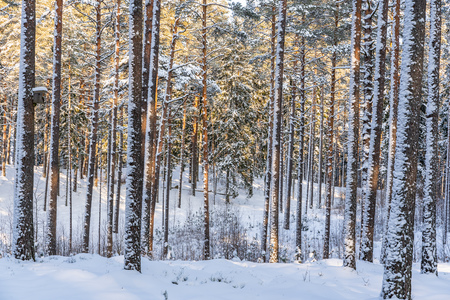 Sunny Winter Day in Pine Tree Forest, Abstract Background, Concept of Peace and Harmony in Countrysideの写真素材