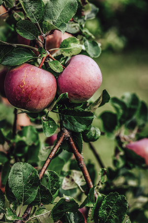 Tree Branches Full of Red Fresh Apples in the Garden, Vegetation Background - Sunny Autumn Day, Abstract, Floral Background, Vintage Film Lookの写真素材