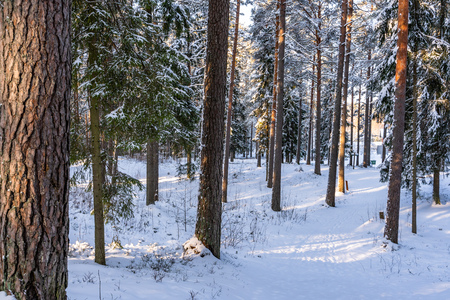 Sunny Winter Day in Pine Tree Forest, Abstract Background, Concept of Peace and Harmony in Countrysideの写真素材