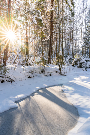 Sunny Winter Day in Pine Tree Forest, Abstract Background with Look on the Frozen River, Free Space for Textの写真素材