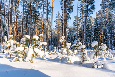 Closeup of Foliage in Forest in Sunny Winter, Abstract Background, Concept of Peace and Harmony in Countrysideの写真素材