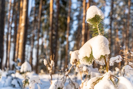 Closeup of Foliage in Forest in Sunny Winter, Abstract Background, Concept of Peace and Harmony in Countrysideの写真素材