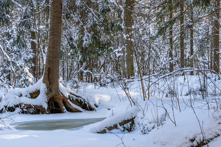 Sunny Winter Day in Pine Tree Forest, Abstract Background with Look on the Frozen River, Free Space for Textの写真素材