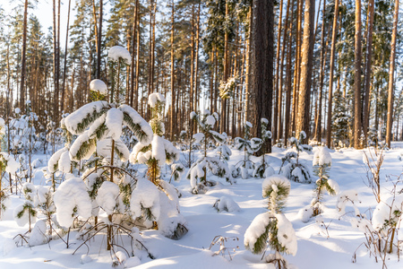 Closeup of Foliage in Forest in Sunny Winter, Abstract Background, Concept of Peace and Harmony in Countrysideの写真素材
