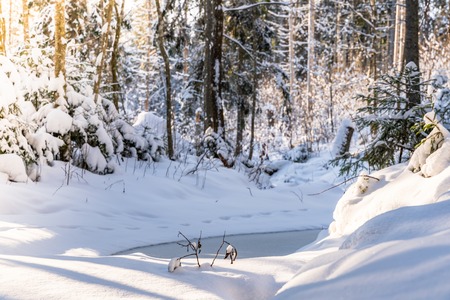 Sunny Winter Day in Pine Tree Forest, Abstract Background with Look on the Frozen River, Free Space for Textの写真素材