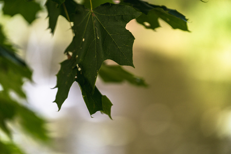 Colorful Photo of the Tree Leaves in Park with Blurred Background - Sunny Autumn Day, Concept of Peace and Harmonyの写真素材