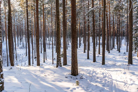 Sunny Winter Day in Pine Tree Forest, Snowy Woods Backgroundの写真素材