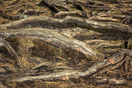 Closeup of Tree Roots - detailed texture on a Calm and Sunny Spring Day in the Forestの写真素材