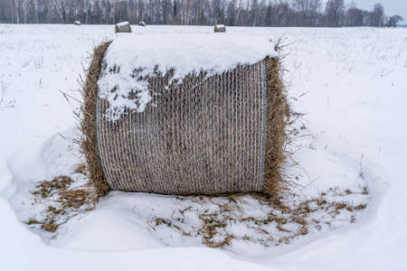 Snow Covered Hay Roll on Snowy Field, Winter Day Sceneの写真素材