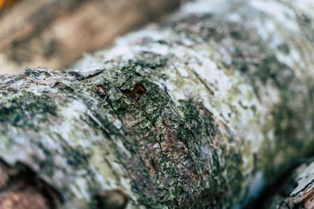 Birch Bark Close up Abstract Background Textureの写真素材