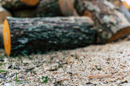 Saw Dust in Foreground with Huge Alder Logs Pile Out of Focus - Abstract Woodwork Backgroundの写真素材