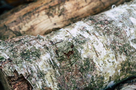 Birch Bark Close up Abstract Background Textureの写真素材