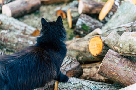 Black Domestic Cat Wondering on Pile of Alder Logs - Background with Copy Spaceの写真素材