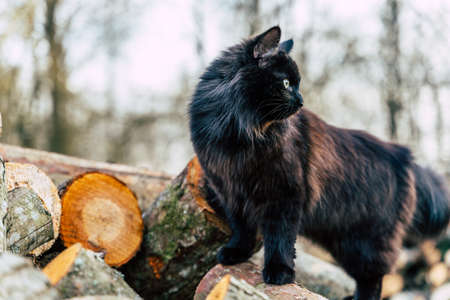 Majestic Looking Black Cat on Log Pile, Close Up Profile Viewの写真素材