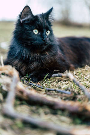Black Cat Lying on Grass with Wide Open Eyes, Gazing Away from Cameraの写真素材