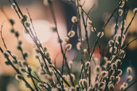 Pussy Willow - Blurred Unfocused Background With Copy Space for Easter Banner and Posterの写真素材