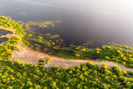Green Swamp from Top in Golden Hour Sunset Colors, Warm Summer Eveningの写真素材