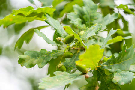 Natural Green Background with Acorn in Top Right Corner, Copy Space For Textの写真素材