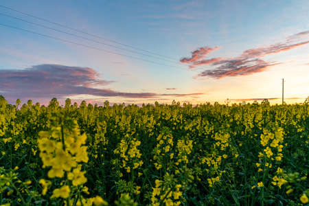 Yellow Rapeseed Field on Sunset in Evening with Colorful Skyの写真素材