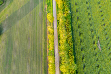 Aerial View of Empty Rural Road in Birch Tree Alley, Sunny Summer Eveningの写真素材