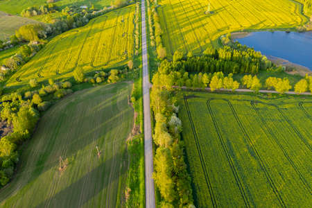 Aerial View of Yellow Blooming Rapeseed Fields in Countryside with Blue Water Ponds