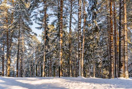 Sunny Winter Day in Pine Tree Forest, Abstract Backgroundの写真素材