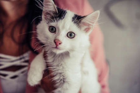 Close up of White Domestic Cat with Black Spots