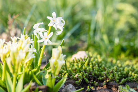 White Hyacinth Flower in Spring, Abstract Blurry Green Background for Poster