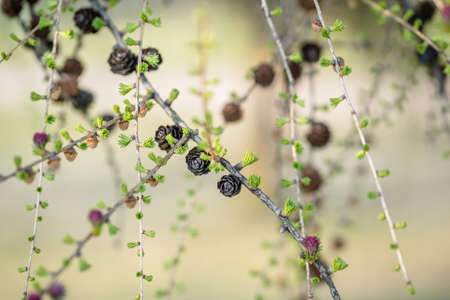 Blooming Larch Tree Branches, Abstract Blurry Background with Copy Spaceの写真素材