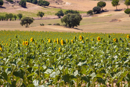 Sunflower and cereal field with blue sky. Crop field. Agriculture.の写真素材