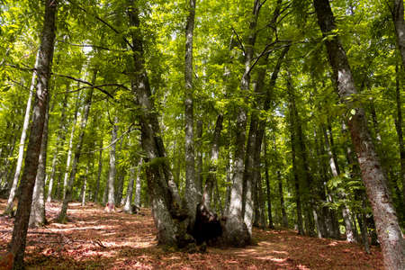 Trunks of centenary chestnut trees.の写真素材