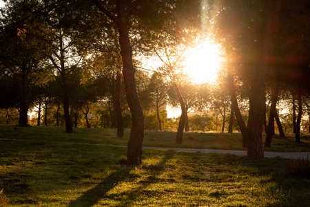 Sunset among pine trees in a park. Backlighting. Autumn.の写真素材