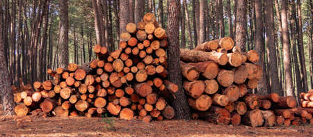 Stack of wooden logs for firewood. Pine forest. Freshly cut and felled firewood.